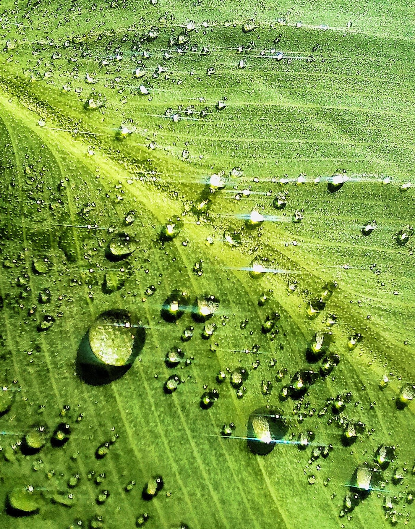 Fotos Macro - Incectos y Naturaleza